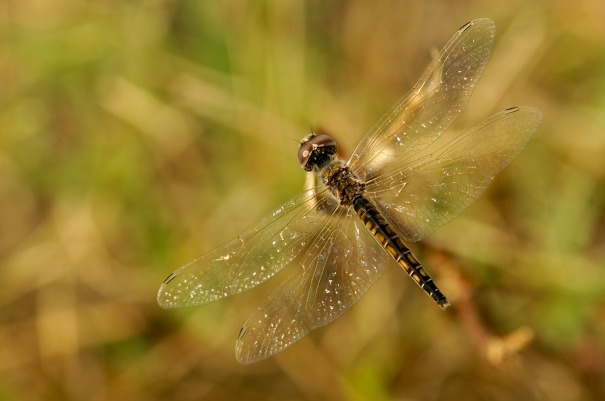 Selysiothemis nigra